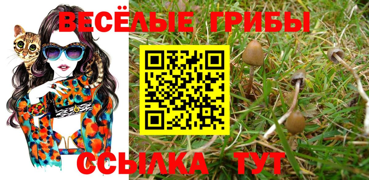 Галлюциногенные грибы Psilocybine cubensis Севастополь